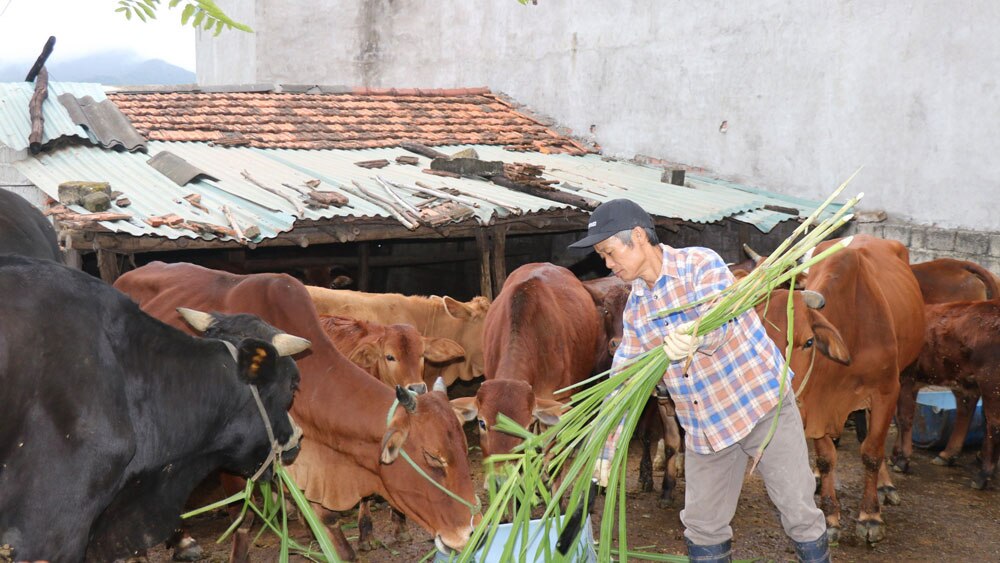 bắc giang, chống rét, rét đậm, rét hại, vật nuôi, cây trồng