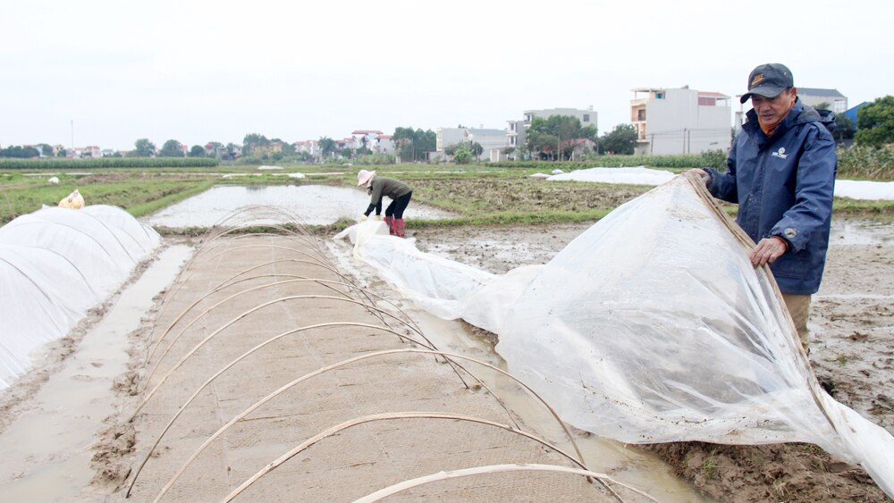 tin tức bắc giang, bắc giang, Ứng phó, giá rét, bảo vệ cây trồng, vật nuôi,  rét đậm, rét hại, bảo vệ sản xuất