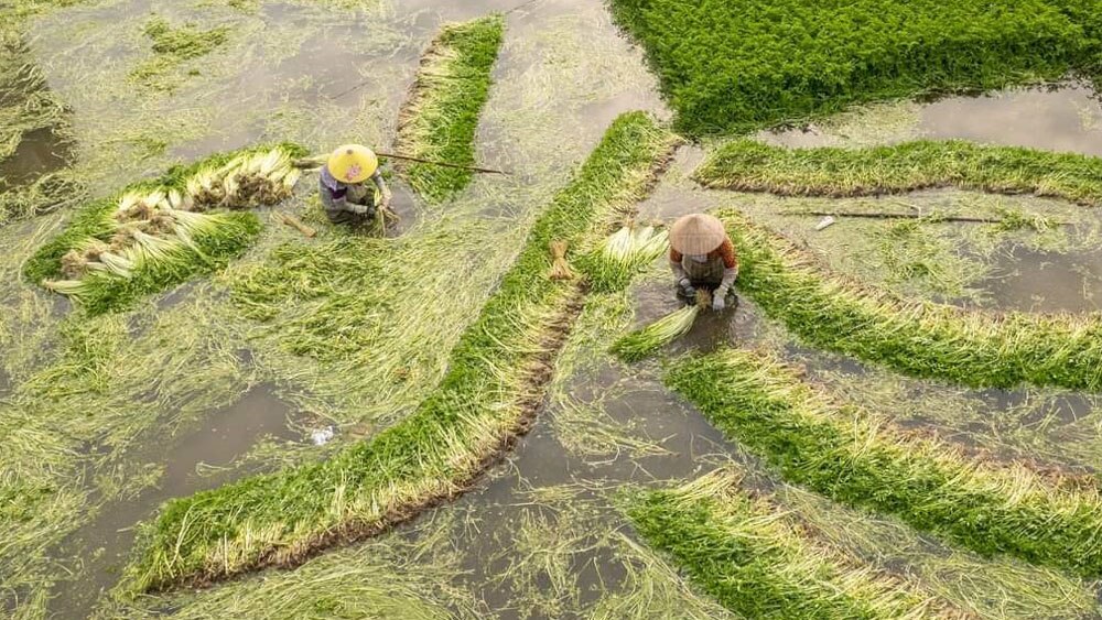 mưu sinh, giá rét, bắc giang, rét đậm, rét hại