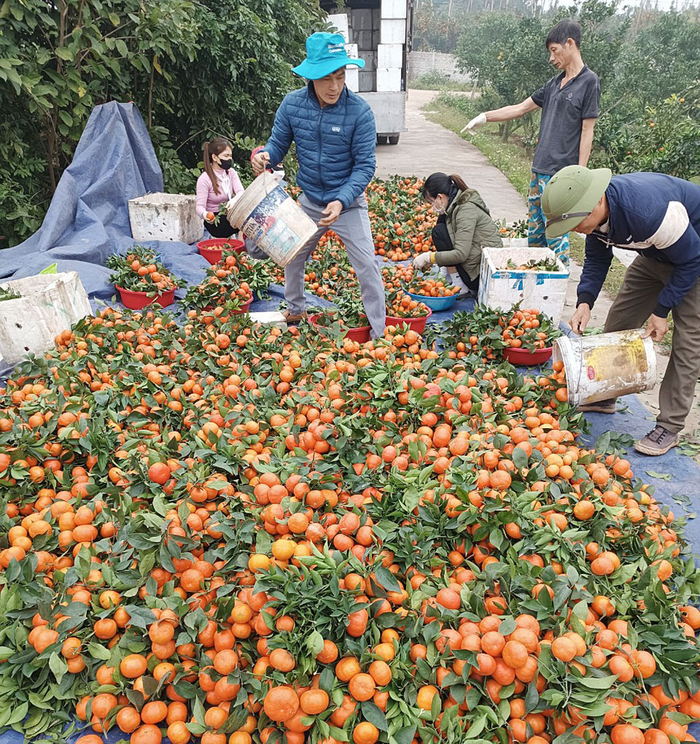 Tết nguyên đán, sản phẩm OCOP, nông sản, hàng hó