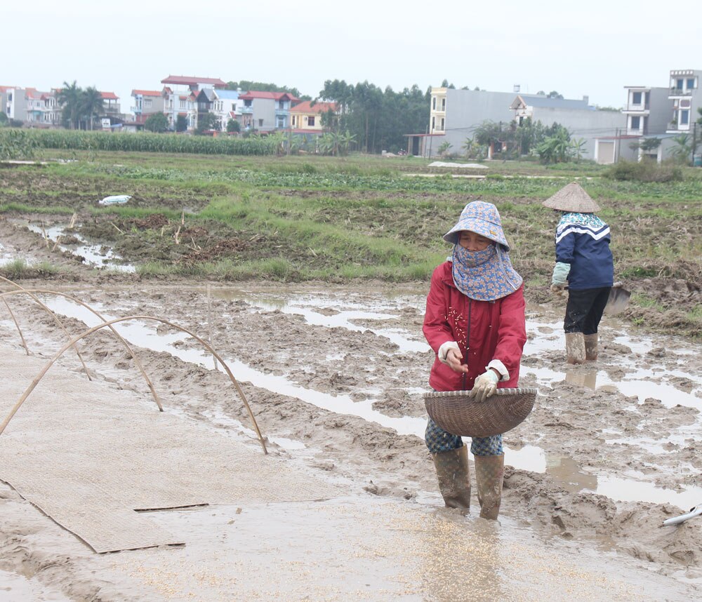 mưu sinh, giá rét, bắc giang, rét đậm, rét hại