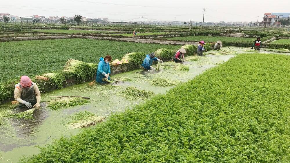 bắc giang, rau cần, tiêu thụ, nông sản, Hiệp Hòa, Hoàng Lương