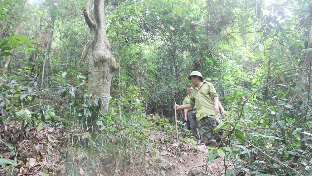 bắc giang, lâm nghiệp, bảo vệ rừng, phòng cháy, chữa cháy, Tết