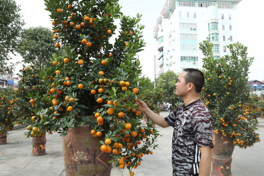 Bắc Giang, hoa, cây cảnh Tết, sức mua giảm, xuân giáp thìn, hàng tết, hoa xuân