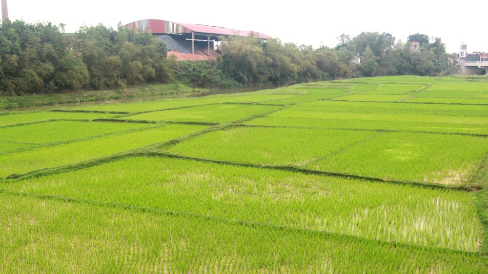 bắc giang, nông nghiệp, chiêm xuân, tiến độ sản xuất, tân yên