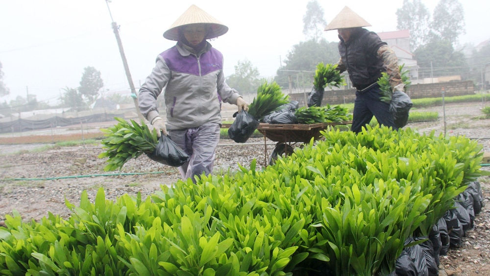 tin tức bắc giang, bắc giang, Nhân lên, phong trào trồng cây, gây rừng, diện tích đất trống, đồi núi trọc, khu rừng trồng, khai thác, hộ dân, doanh nghiệp