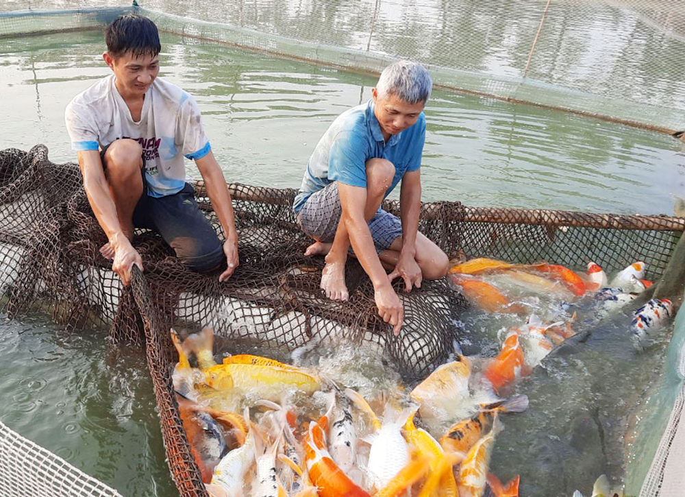 tin tức bắc giang, bắc giang, Nuôi cá koi, lãi cao, chủ mô hình nuôi cá koi, quy mô lớn, đem lại, hiệu quả kinh tế cao.