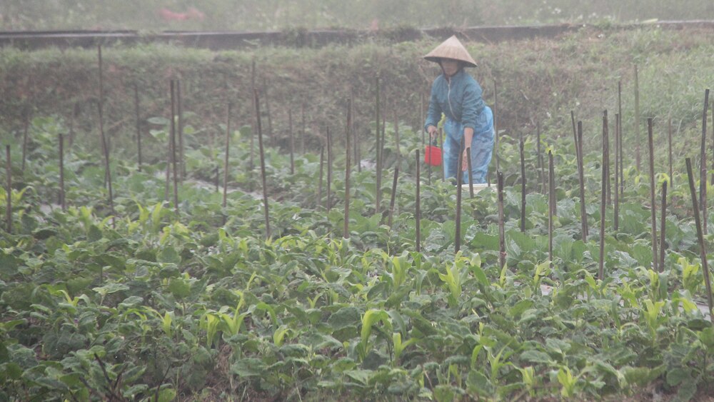 rau xanh, rét đậm, rét hại, Bắc Giang, tăng giá