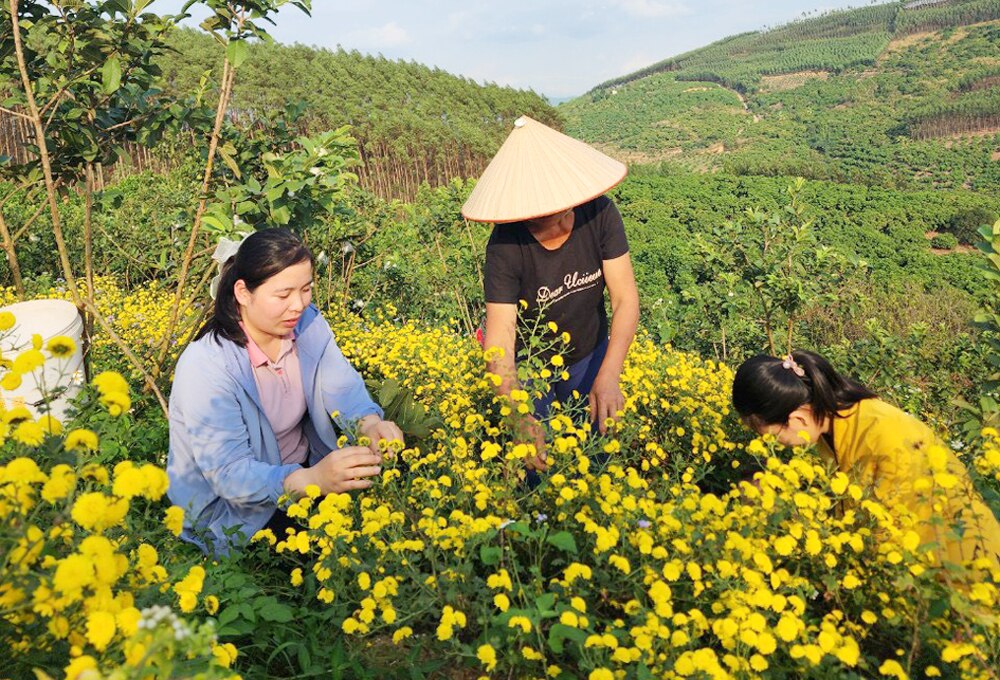 tin tức bắc giang, tỉnh bắc giang, bắc giang, Rời phố, ruộng vườn, huyện Lục Ngạn, phát triển nông nghiệp xanh, Vùng sản xuất hoa cúc chi, HTX Lục Ngạn xanh.