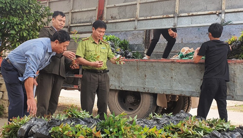 Trồng rừng, Bắc Giang, kiểm lâm, cây giống, lâm nghiệp, cây phân tán, tết trồng cây