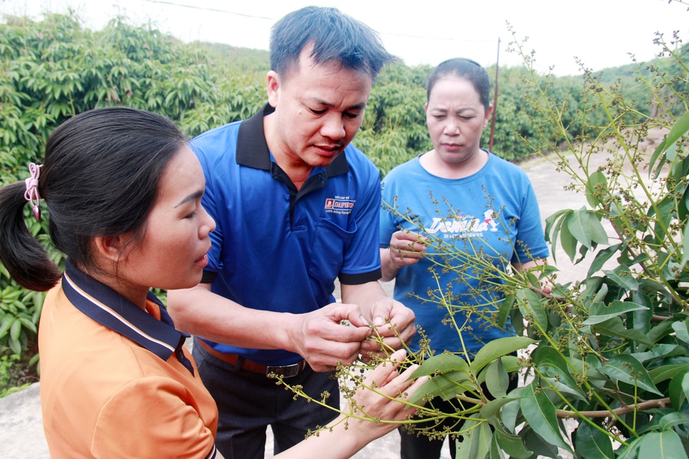 tin tức bắc giang, tỉnh bắc giang, vải thiều chính vụ, ngành Nông nghiệp, hộ gia đình trồng vải, Chăm sóc tốt trà, vải ra hoa, tăng tỷ lệ đậu quả,  sinh trưởng phát triển