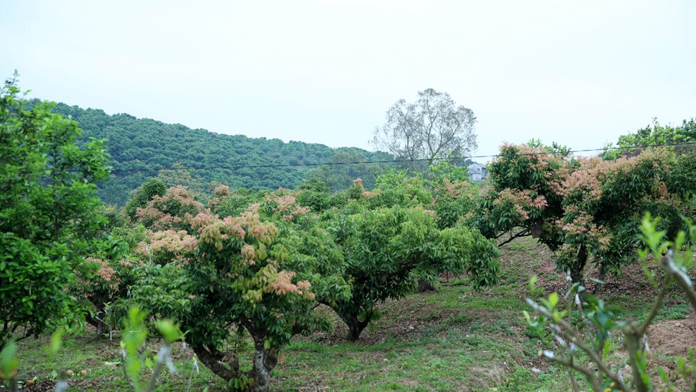 tin tức bắc giang, tỉnh bắc giang, vải thiều chính vụ, ngành Nông nghiệp, hộ gia đình trồng vải, Chăm sóc tốt trà, vải ra hoa, tăng tỷ lệ đậu quả,  sinh trưởng phát triển