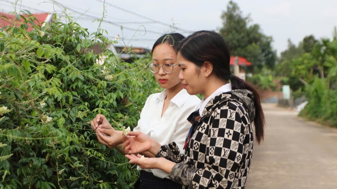 Tân Yên phát triển đa dạng sản phẩm OCOP, xây dựng huyện NTM nâng cao