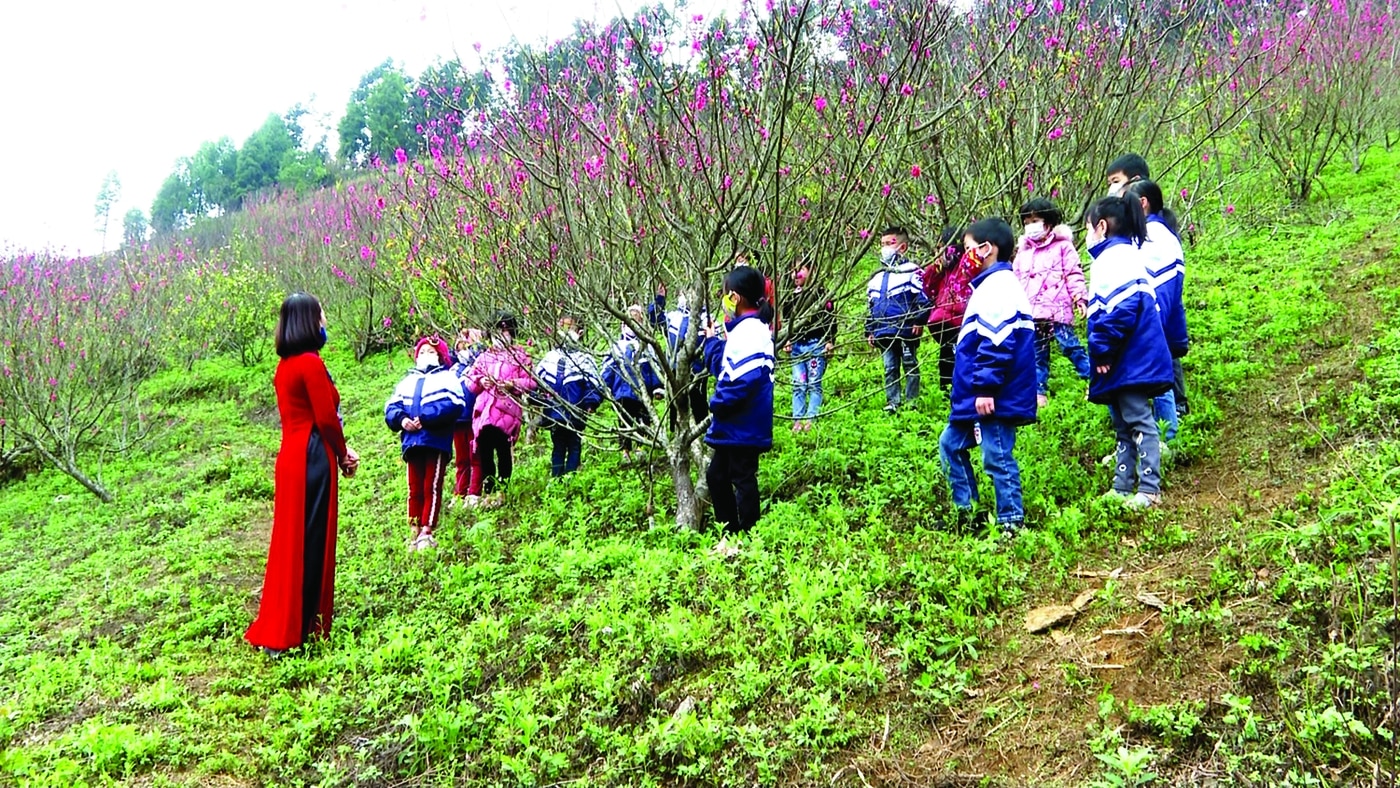 Sắc đào Ngân Sơn ảnh 1