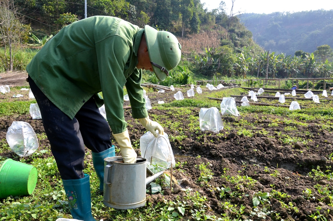 Nông dân xã Địa Linh, huyện Ba Bể chăm sóc vườn bí xanh thơm.