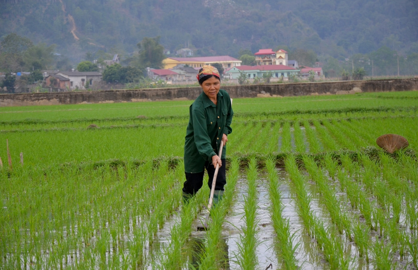 Nông dân xã Mỹ Thanh, huyện Bạch Thông chăm sóc, làm cỏ đợt 1.