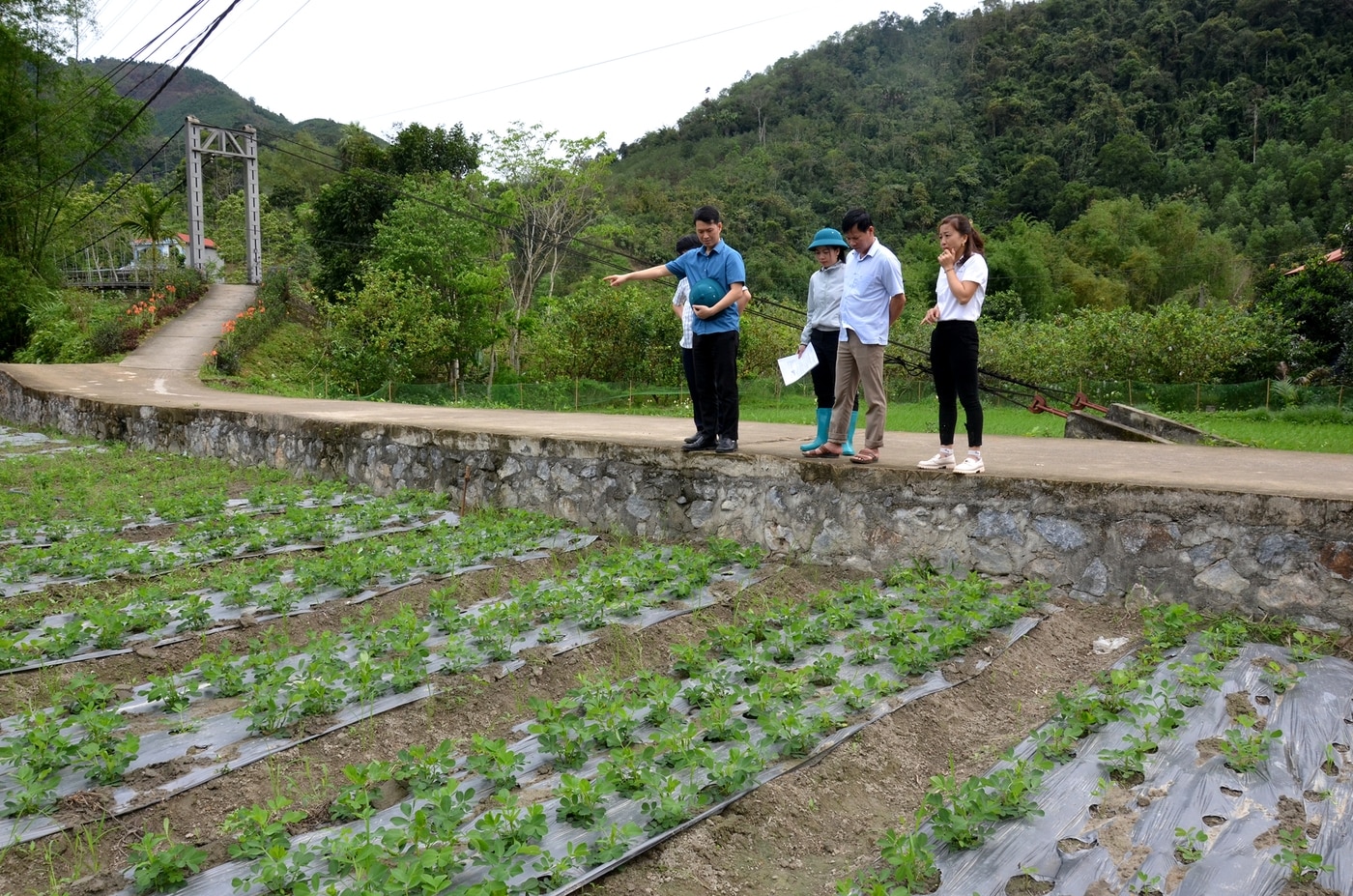 Kiểm tra mô hình trồng lạc tại xã Quang Thuận.