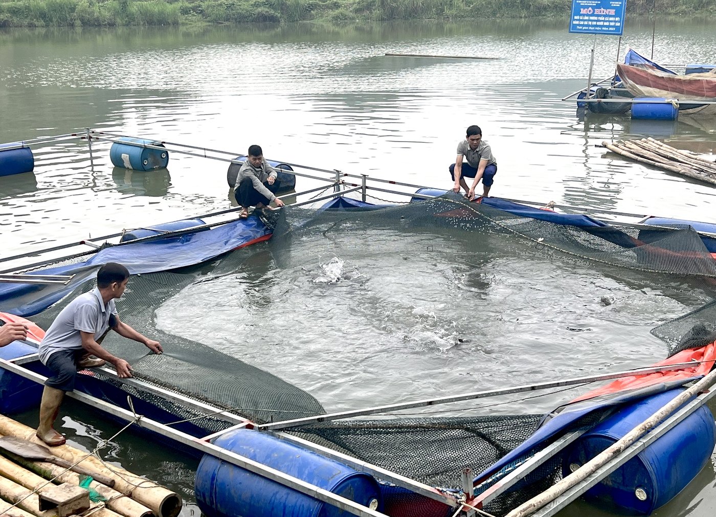 Đoàn giám sát kiểm tra mô hình nuôi cá lồng thương phẩm (cá nheo Mỹ) tại xã Văn Minh, mô hình do Trung tâm Khuyến nông tỉnh triển khai đang phát triển tốt.