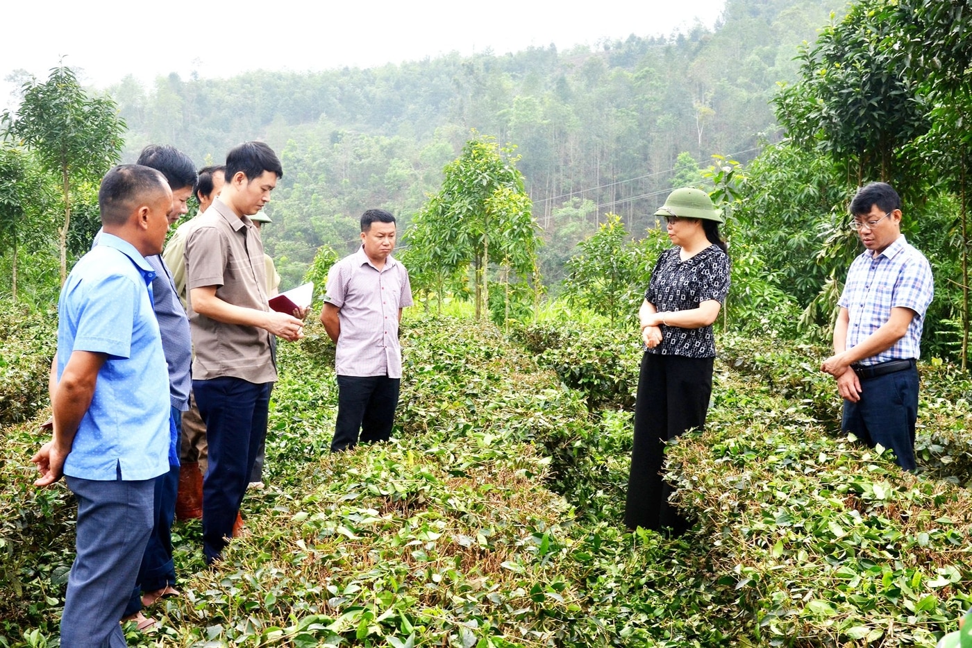 Đoàn giám sát kiểm tra mô hình cải tạo cây chè thuộc mô hình khuyến nông của huyện Ba Bể tại xã Chu Hương.