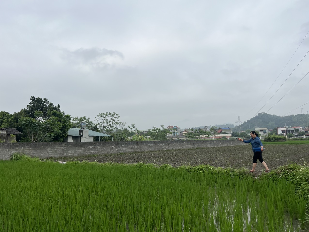 Bà Hà Thị Oanh bón thúc phân lân cho ruộng lúa.