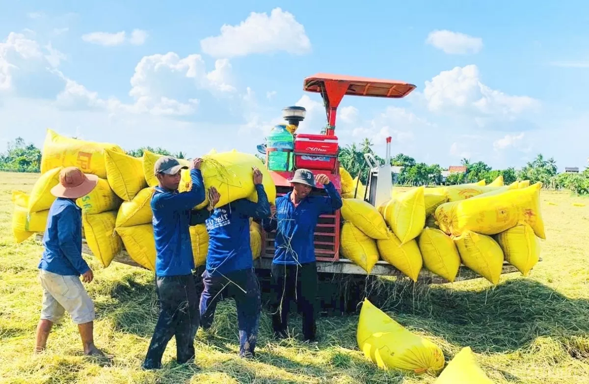 Giá lúa gạo hôm nay ngày 10/12: Gạo biến động nhẹ, lúa tươi tiếp đà tăng giá