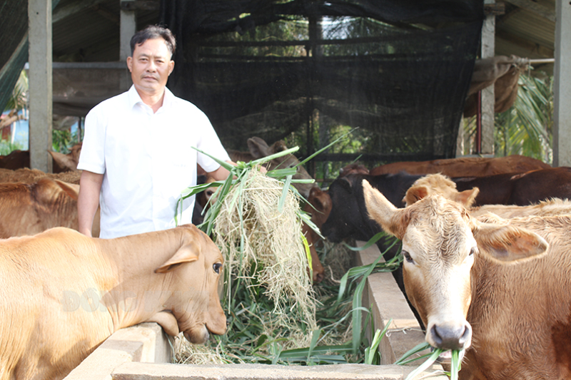 Ông Lê Thanh Đắc bên trại nuôi bò vỗ béo của gia đình.