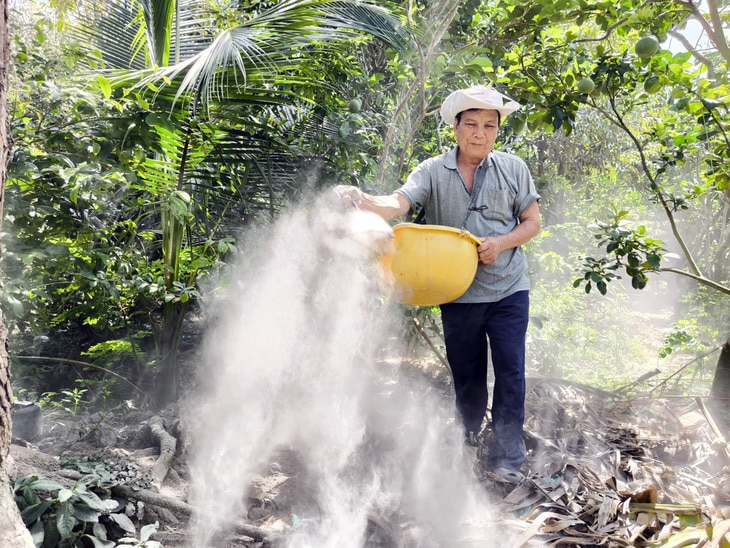 Ông Lê Văn Mãnh (ngụ huyện Chợ Lách, tỉnh Bến Tre) tranh thủ rải những bao vôi, bao lân cho vườn sầu riêng của mình, chuẩn bị cho một vụ mới - Ảnh: MẬU TRƯỜNG