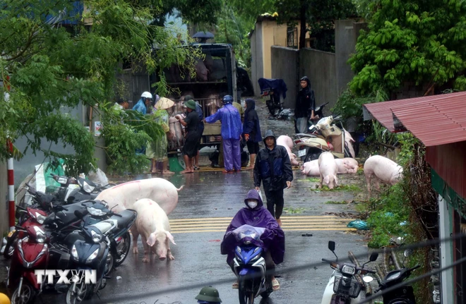 Người dân phường Lam Sơn, thành phố Hưng Yên di tản gia súc, gia cầm khi nước sông Hồng dâng cao. (Ảnh: Đinh Văn Nhiều/TTXVN)