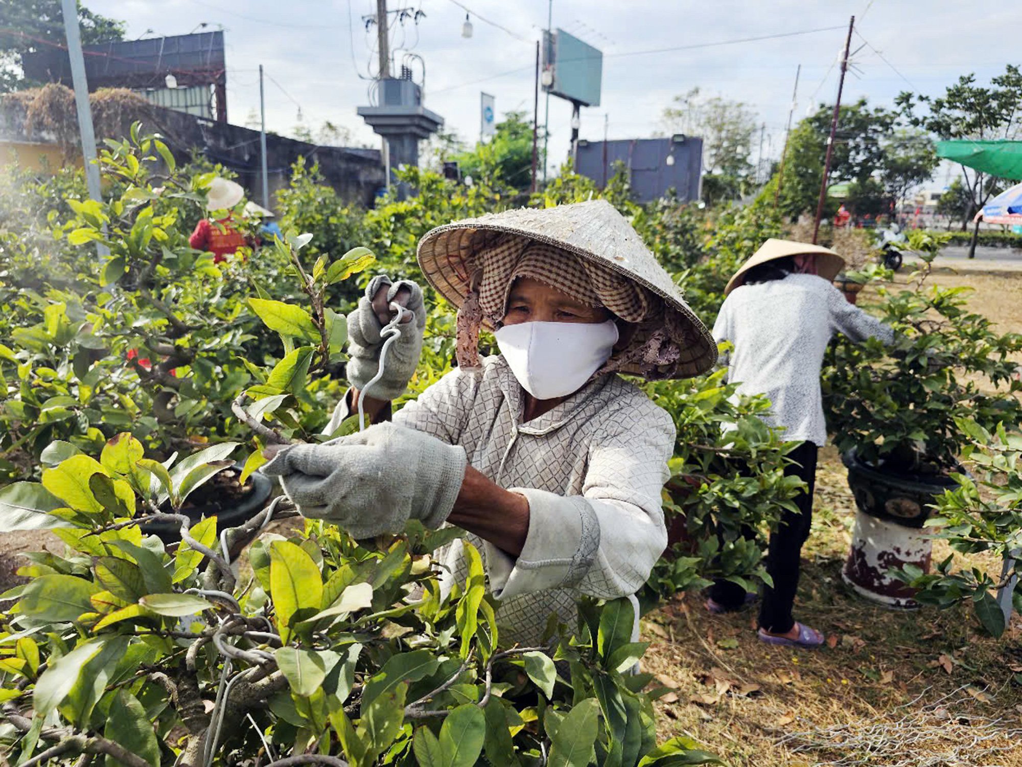 Nguồn cung mai Tết dồi dào, chất lượng tốt - Ảnh 1.