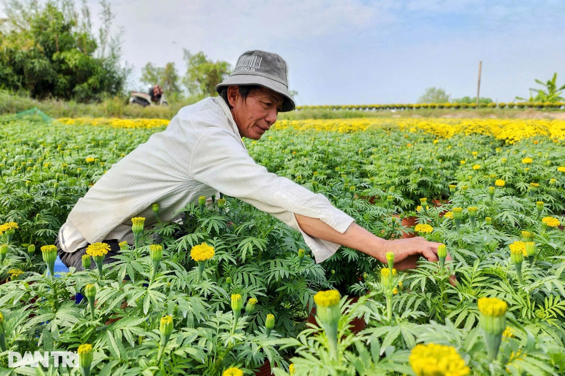 Nông dân xứ hoa ở miền Tây phấn khởi vì trúng mùa, được giá - 4