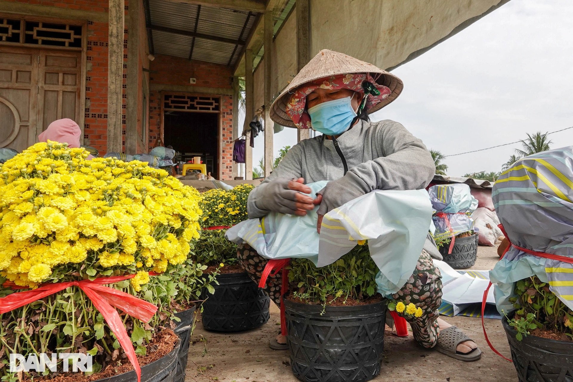 Nông dân xứ hoa ở miền Tây phấn khởi vì trúng mùa, được giá - 7