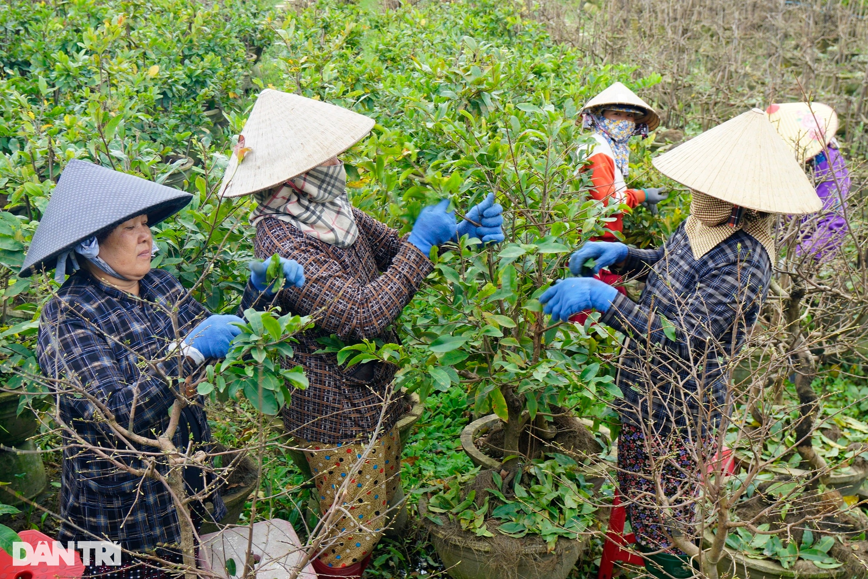 Nông dân ở thủ phủ mai vàng miền Trung kỳ vọng thắng vụ Tết - 1