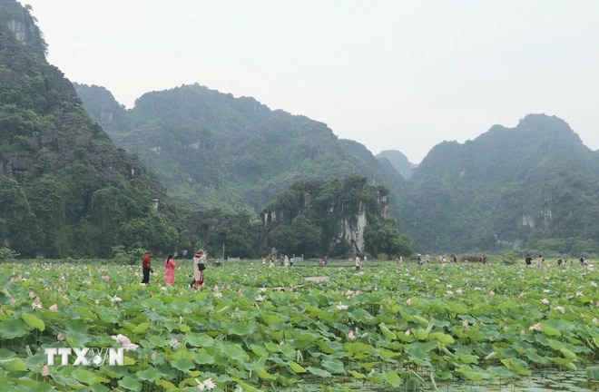 ttxvn_mua_sen_no_tai_ninh_binh.jpg