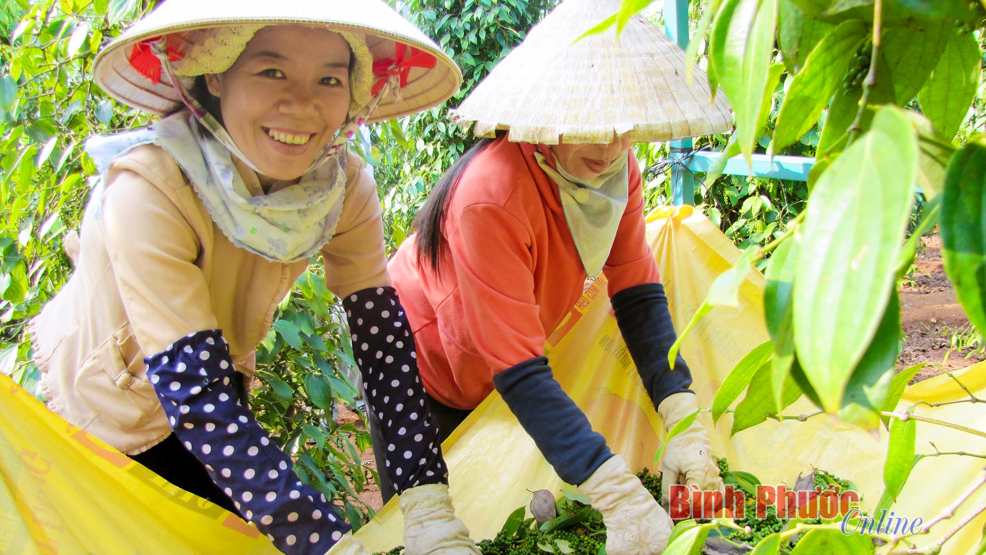 Phát triển khoa học, công nghệ thúc đẩy kinh tế tuần hoàn trong nông nghiệp