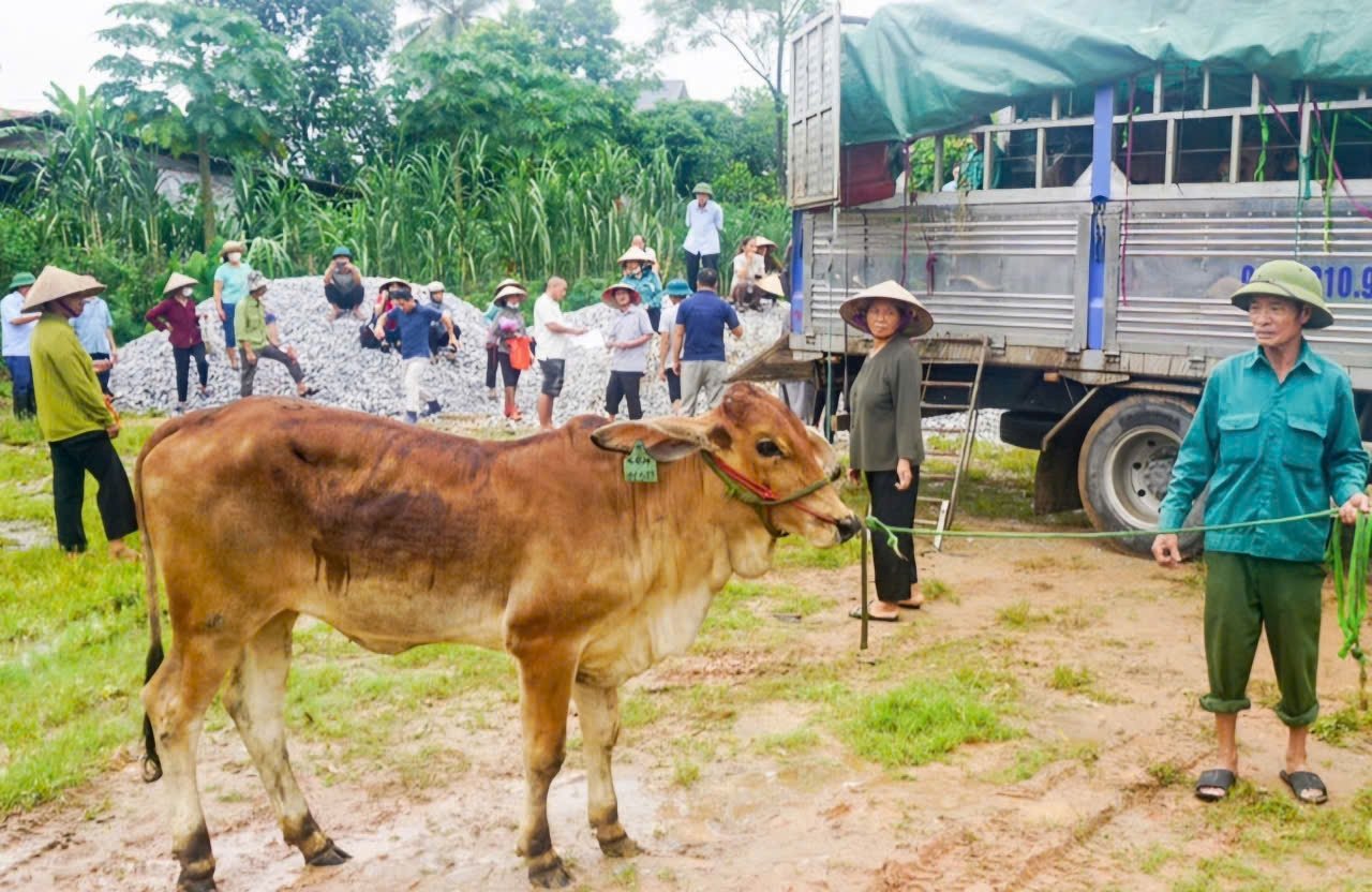 40 con bò lai Sind giống sinh sản đã được Trung tâm Khuyến nông tỉnh Thái Nguyên bàn giao cho 40 hộ nghèo, cận nghèo, mới thoát nghèo ở 2 xã Tân Khánh và Tân Kim (huyện Phú Bình) 