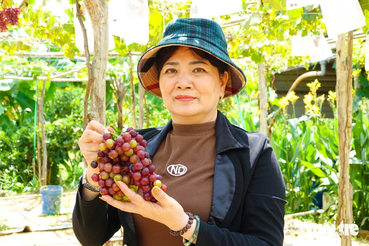 Khách du lịch đến tham quan và tự tay hái mua nho - Ảnh: CHÍ CÔNG