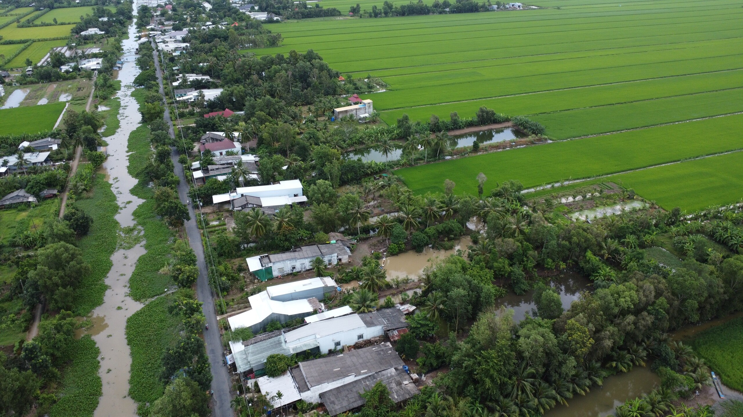 Bán “hạt ngọc của trời”, chị em phụ nữ vùng này ở Cà Mau kéo nhau đi sắm vàng góp vốn giúp nhau xây nhà - Ảnh 4.