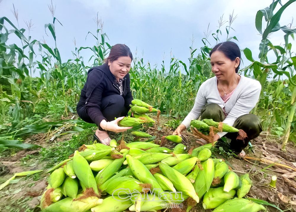 Nhiều năm qua, chị Vân (bìa phải) trồng bắp đạt năng suất cao, sản phẩm an toàn nên được nhiều người đến tận vườn thu mua.