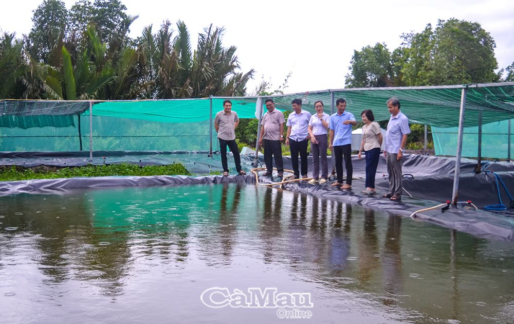 Ngoài làm khô, mắm cá phi, HTX Minh Phát còn kinh doanh tôm, cua giống đáp ứng nhu cầu sản xuất cho các thành viên và bà con trong khu vực.