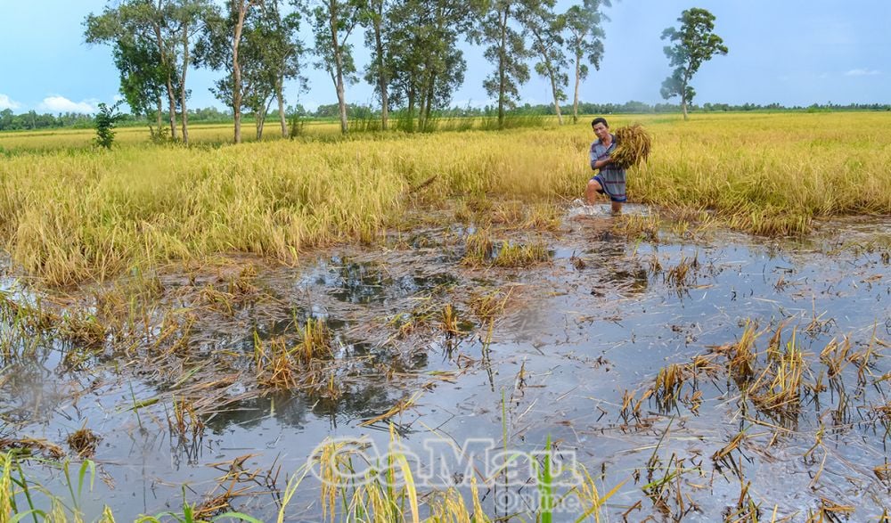 Do ảnh hưởng mưa dông, lúa bị sập, ngập nước và bị thối. Xót của, tiếc công, nông dân Phạm Văn Tuấn, xã Khánh Bình Đông, thu hoạch lúa làm thức ăn chăn nuôi.