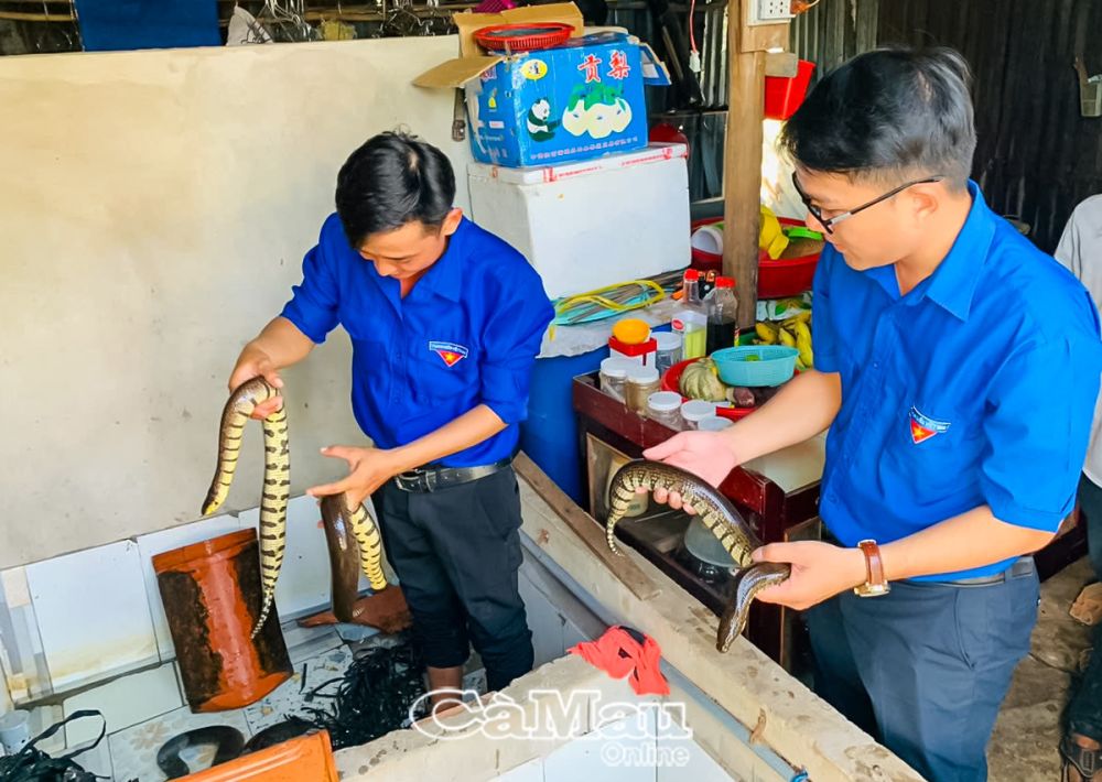 Anh Trần Ðăng Khoa (bên phải), Phó bí thư Tỉnh đoàn, tham quan mô hình khởi nghiệp nuôi rắn ri tượng của anh Trần Minh Ðăng, Ấp 2, xã Tân Lộc, huyện Thới Bình.