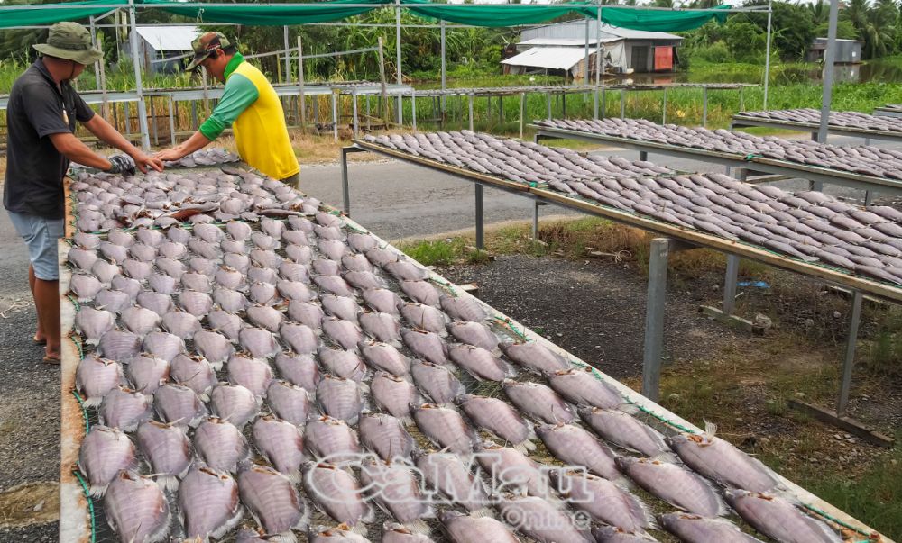 Cá khô bổi là một trong những đặc sản của huyện Trần Văn Thời, được thị trường ưa chuộng.