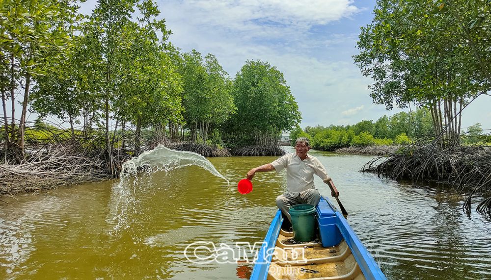 Mô hình nuôi tôm sinh thái được hình thành và phát triển ở tỉnh cực Nam Tổ quốc từ trước năm 2000. Khi chất lượng tôm sinh thái của tỉnh được thị trường đánh giá cao, nhiều doanh nghiệp chế biến thuỷ sản đã phối hợp với các đơn vị quản lý rừng đầu tư, xây dựng vùng nuôi tôm theo chứng nhận sinh thái, hữu cơ quốc tế, phổ biến nhất là hình thức nuôi tôm dưới tán rừng. (Trong ảnh: Mô hình nuôi tôm chứng nhận quốc tế của ông Phạm Văn Minh, ấp Ðường Kéo, xã Tam Giang Tây, huyện Ngọc Hiển, với 5 ha (2 ha mặt nước) hơn năm qua cho hiệu quả kinh tế cao.