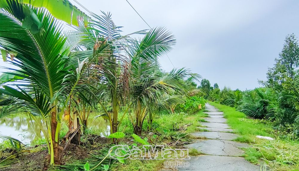 Bên cạnh trái và các phụ phẩm khác thì trồng dừa thu hoạch củ hủ để tận dụng được tối đa diện tích đất bỏ trống, không để cỏ dại mọc ra ven đường,