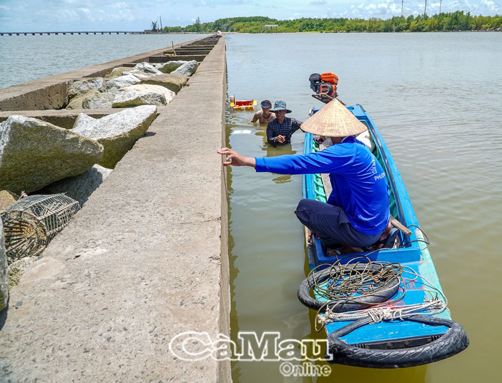 Bờ kè chắn sóng đê biển Tây thuộc địa bàn xã Khánh Bình Tây, huyện Trần Văn Thời là nơi mưu sinh của nhiều hộ dân có hoàn cảnh khó khăn, thiếu phương tiện, tư liệu sản xuất.