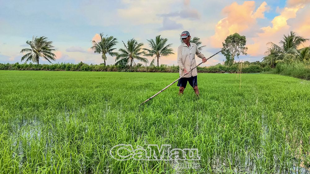 Trà lúa trên đất nuôi tôm của anh Nguyễn Văn Bằng, ấp Chống Mỹ, xã Khánh Bình được gần 15 ngày tuổi, đang phát triển tốt.