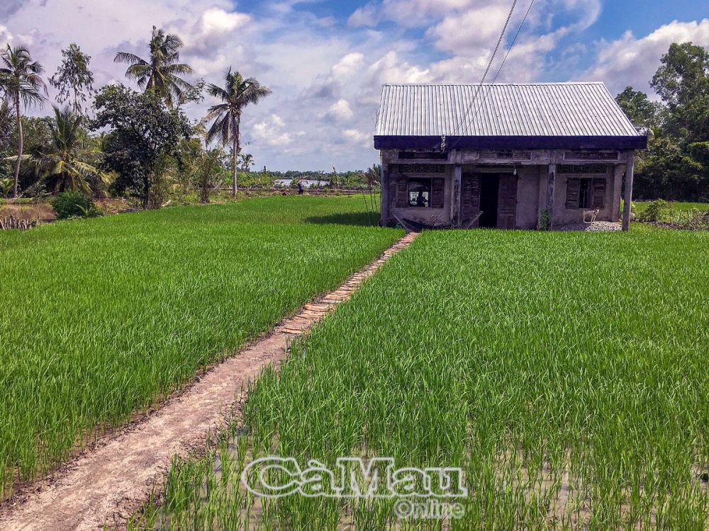 Hộ ông Sử Văn Giang tận dụng tối đa phần đất trống quanh nhà và trước sân để gieo sạ lúa.