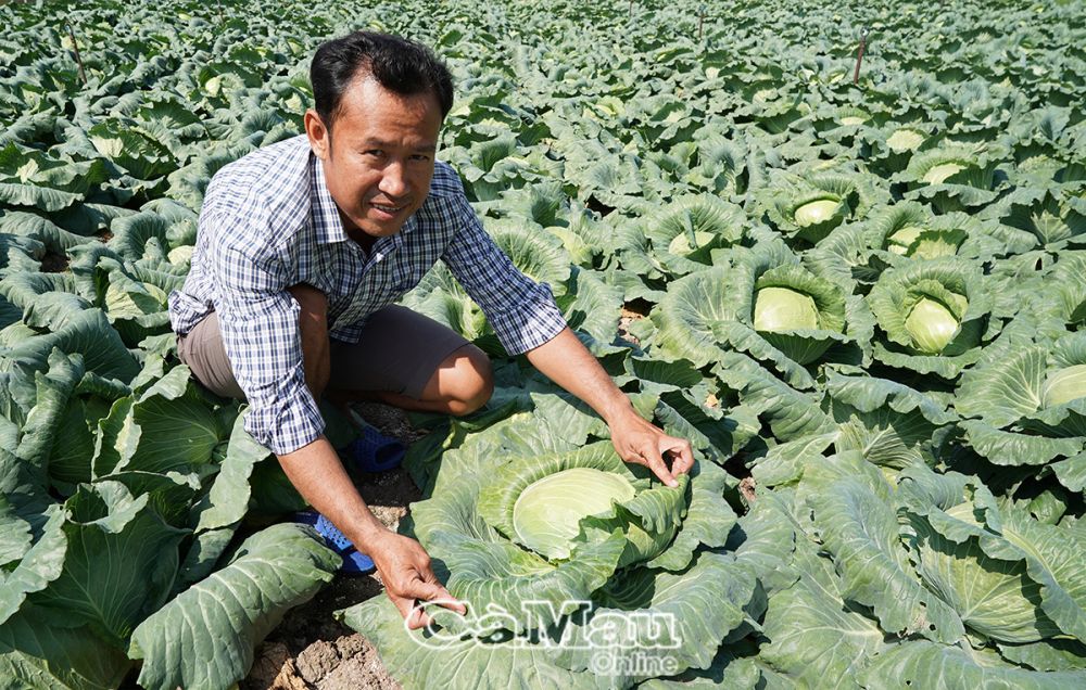 Chỉ với 2 công đất vườn, gia đình anh Lý Thanh Lâm luân phiên canh tác hoa màu, thu nhập trên 100 triệu đồng/năm.