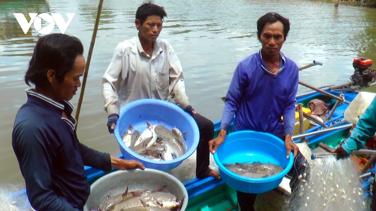 Cá đặc sản tên xấu xí, thịt cực ngon này ở Cà Mau dân bắt kiểu gì mà cứ đập nước sông ầm ầm?- Ảnh 3.