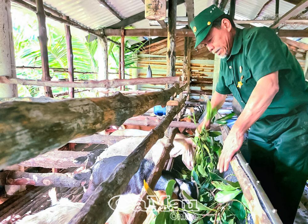 Mô hình nuôi dê nhốt chuồng đạt hiệu quả, giúp gia đình cựu chiến binh Bùi Văn Sỹ phát triển kinh tế.